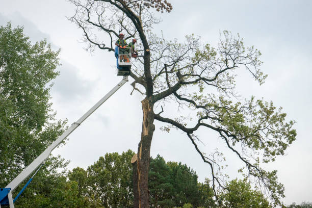 Tree Branch Trimming in Hutchinson, MN